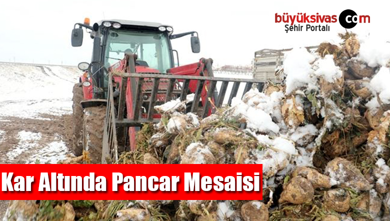 pancar mesaisi