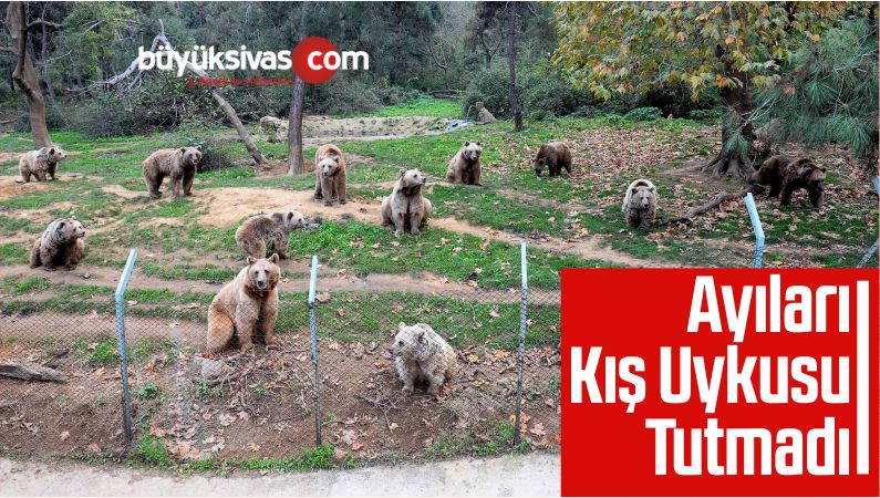 Ayıları