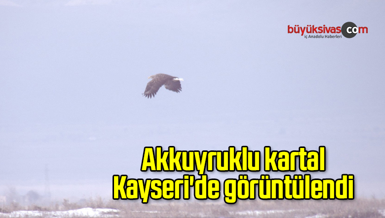Akkuyruklu Kartal