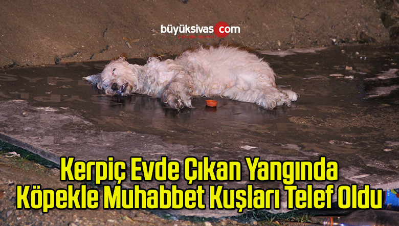 Kerpiç Evde Çıkan Yangında Köpekle Muhabbet Kuşları Telef Oldu