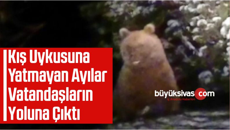 Kış Uykusuna Yatmayan Ayılar
