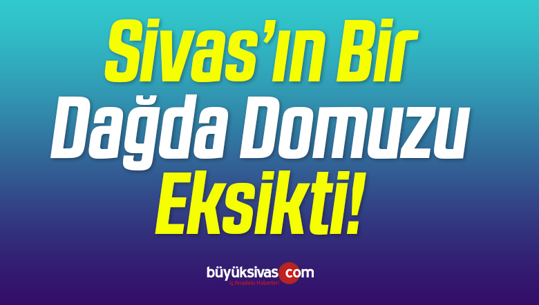 Sivas’ın Bir Dağda Domuzu Eksik Diyenler Bu Haber de Sizin için!