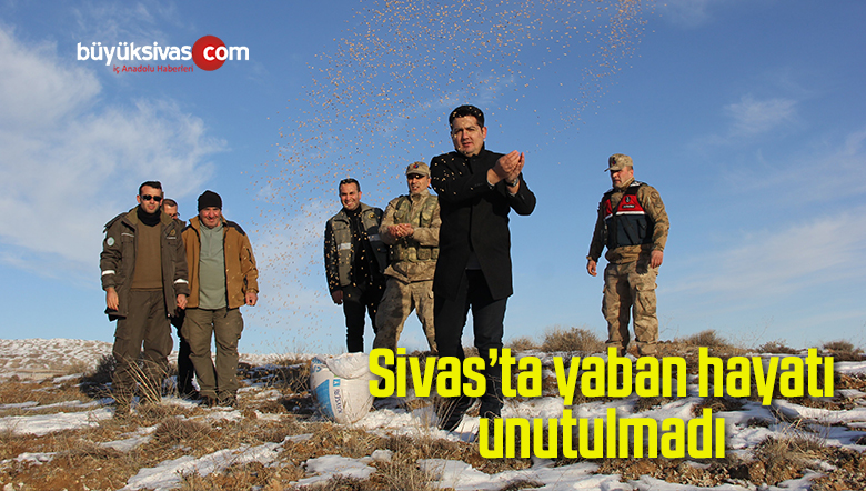 Sivas’ta yaban hayatı unutulmadı