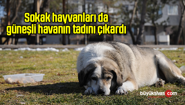 Sokak hayvanları da güneşli havanın tadını çıkardı