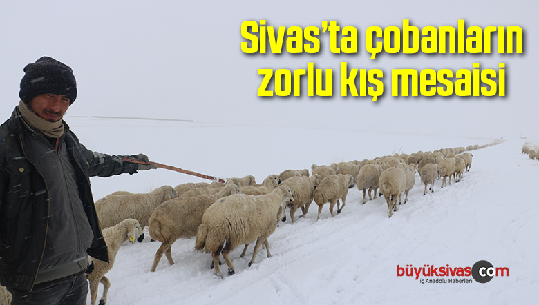 Sivas’ta çobanların zorlu kış mesaisi