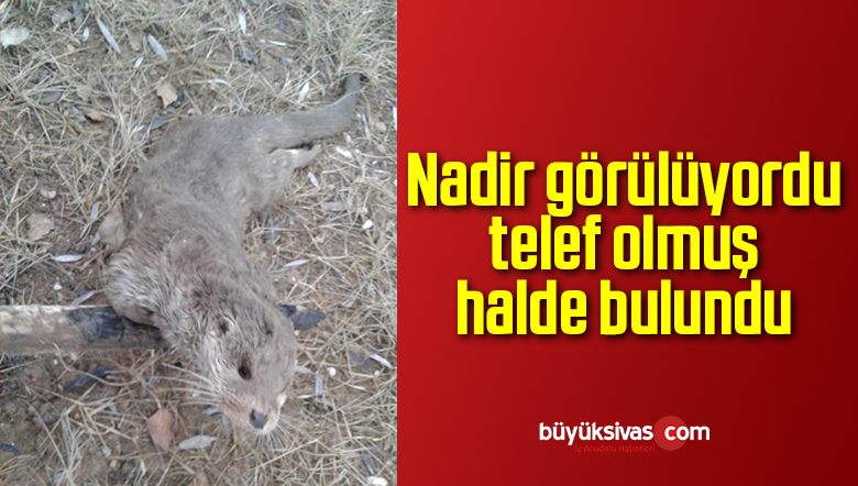 Nadir görülüyordu, telef olmuş halde bulundu
