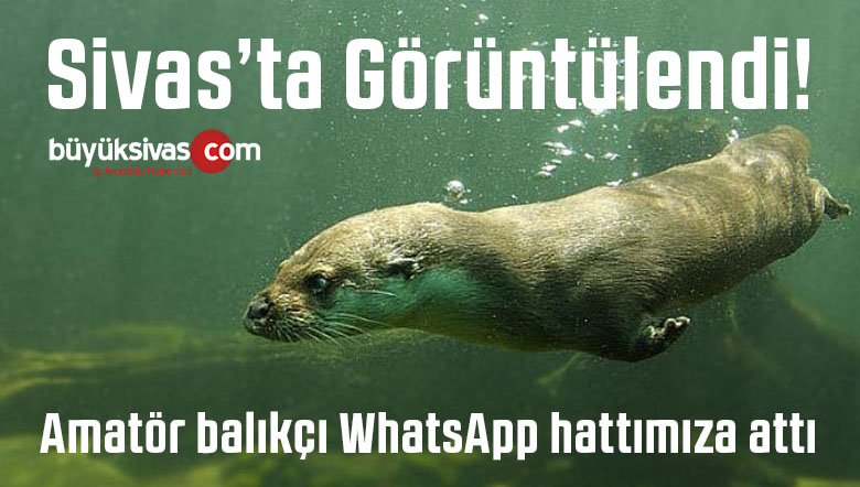 Sivas’ta Nesli Tükenmekte Olan Su Samuru Görüntülendi!