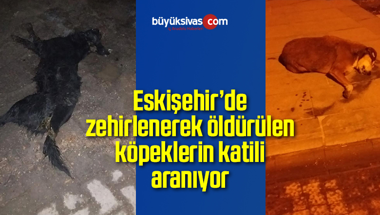 Zehirlenerek öldürülen köpeklerin katili aranıyor