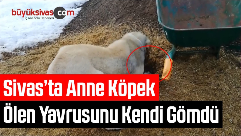 Anne Köpek Ölen Yavrusunu Kendi Gömdü