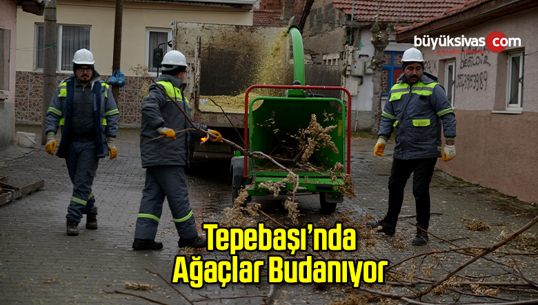Ağaç Budama