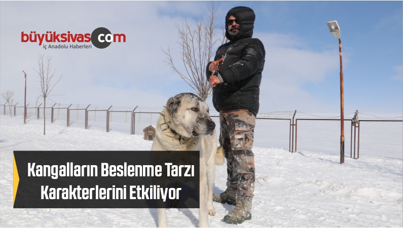 Kangalların Beslenme Tarzı Karakterlerini Etkiliyor