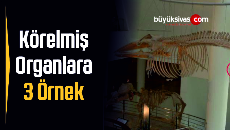 Körelmiş Organlara 3 Örnek