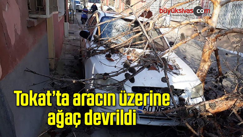 Tokat’ta aracın üzerine ağaç devrildi