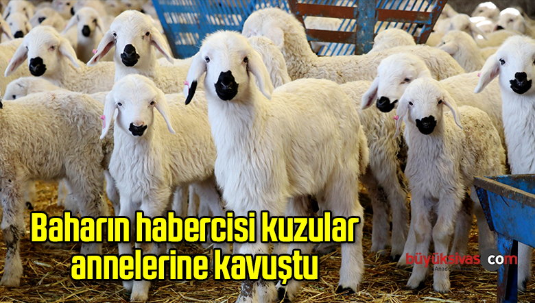 Kuzuların annelerine