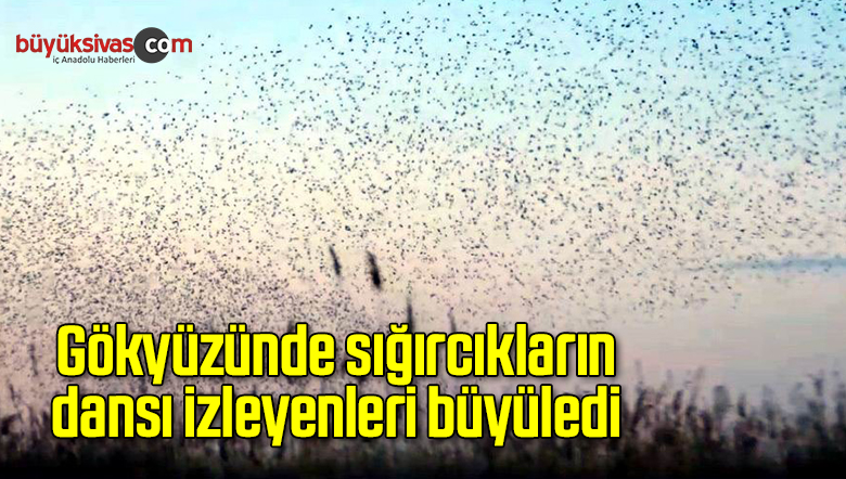 Gökyüzünde sığırcıkların dansı izleyenleri büyüledi
