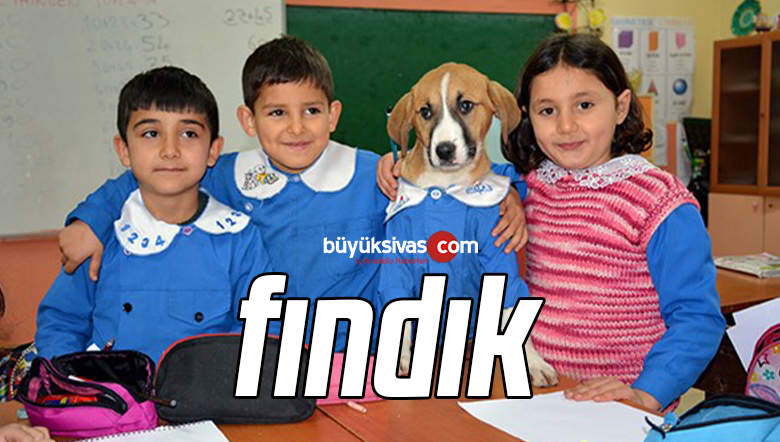 Mezarlıkta Bulunan ve Fındık Adı Verilen Yavru Köpek Sınıfın Maskotu Oldu