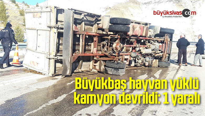 Büyükbaş hayvan yüklü kamyon devrildi: 1 yaralı