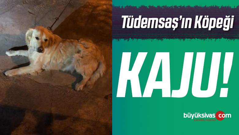 Derdimiz Tüdemsaş’a Sahip Çıkmak! Köpeğimiz Kaju ile Devam Edelim