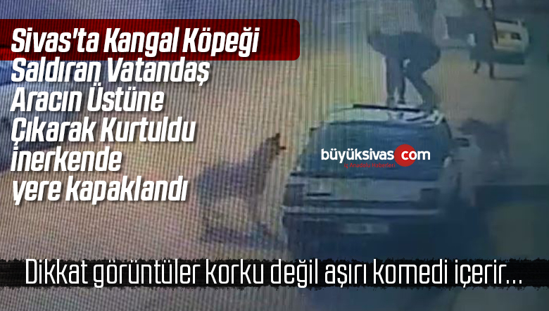 Sivas’ta Kangal Köpeği Saldıran Vatandaş Aracın Üstüne Çıkarak Kurtuldu