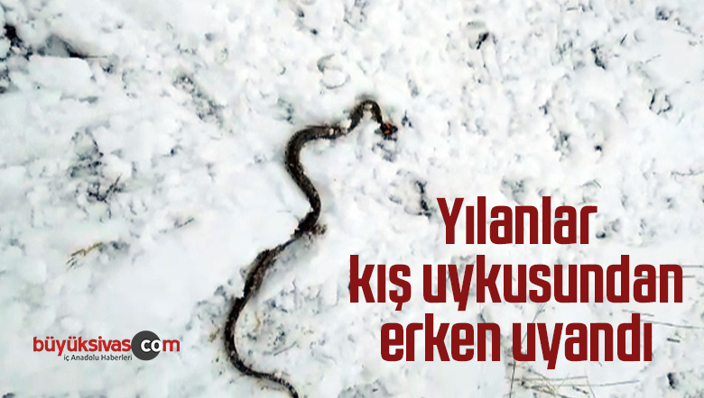Yılanlar kış uykusundan erken uyandı