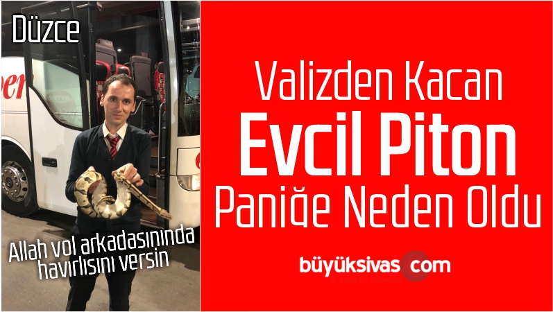Yolcu Otobüsünde Valizden Kaçan Piton Paniğe Neden Oldu