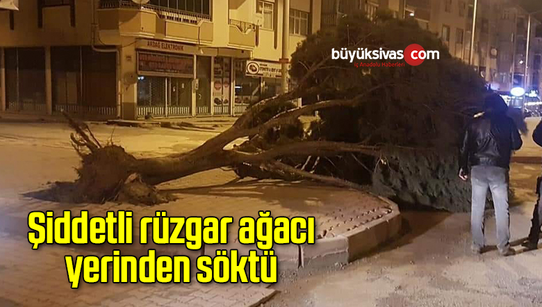 Şiddetli rüzgar ağacı yerinden söktü