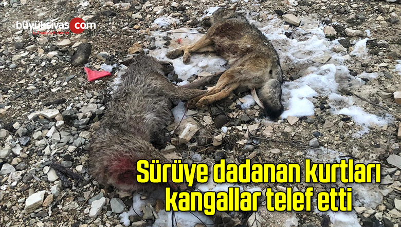 Sürüye dadanan kurtları kangallar telef etti
