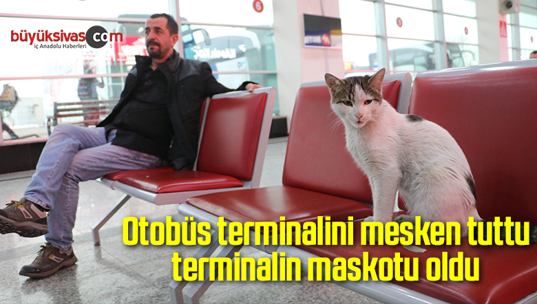 Otobüs terminalini mesken tuttu terminalin maskotu oldu