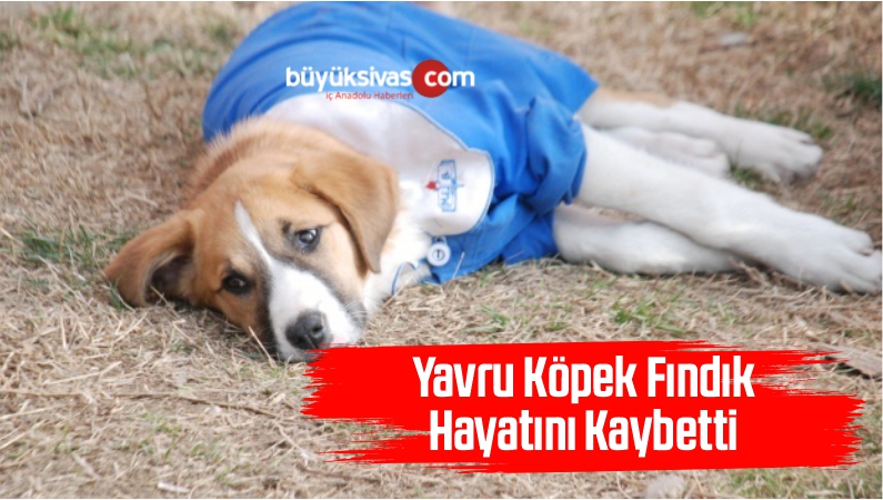 Fındık İsimli Yavru Köpek Hayatını Kaybetti