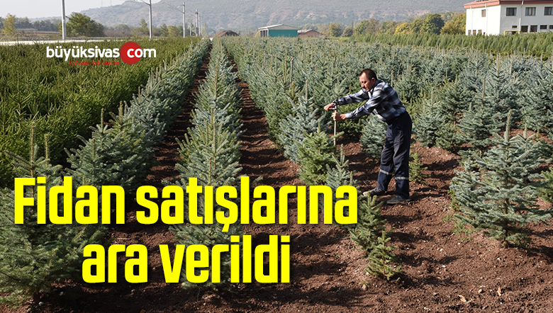 fidan satışları