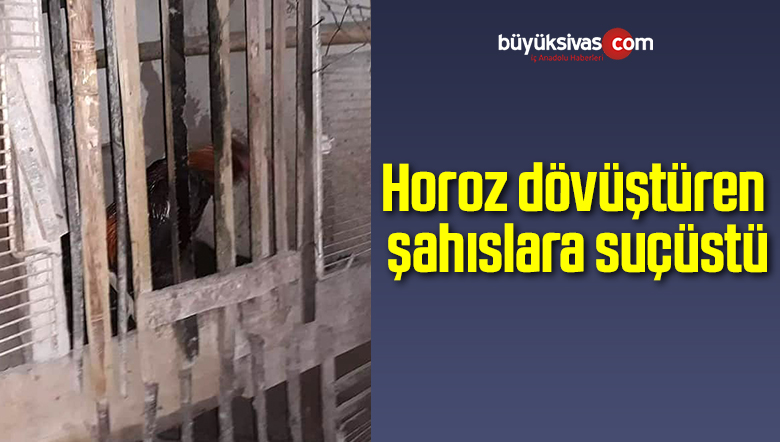 Horoz dövüştüren şahıslara suçüstü