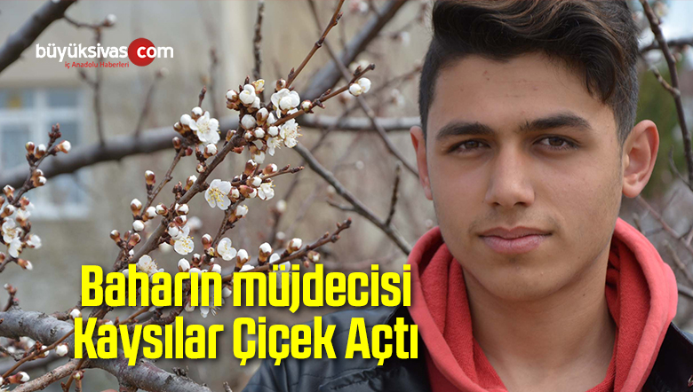 Baharın müjdecisi Kaysılar Çiçek Açtı