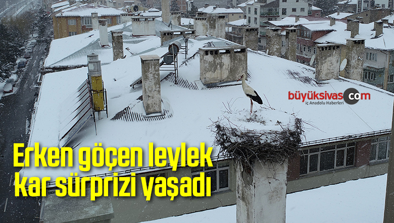 Erken göçen leylek kar sürprizi yaşadı