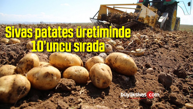 Sivas patates üretiminde 10’uncu sırada
