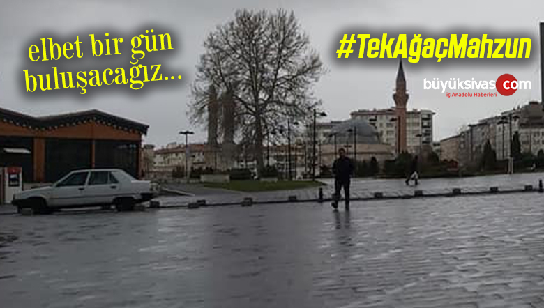 tek ağaç w