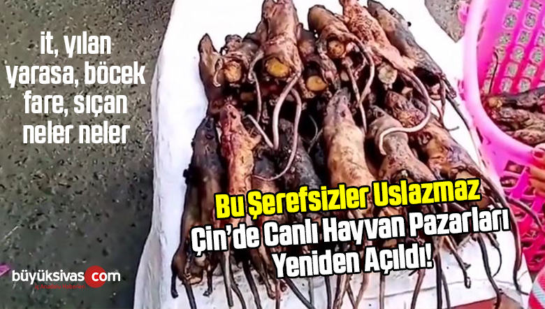 vahşi hayvan pazarı