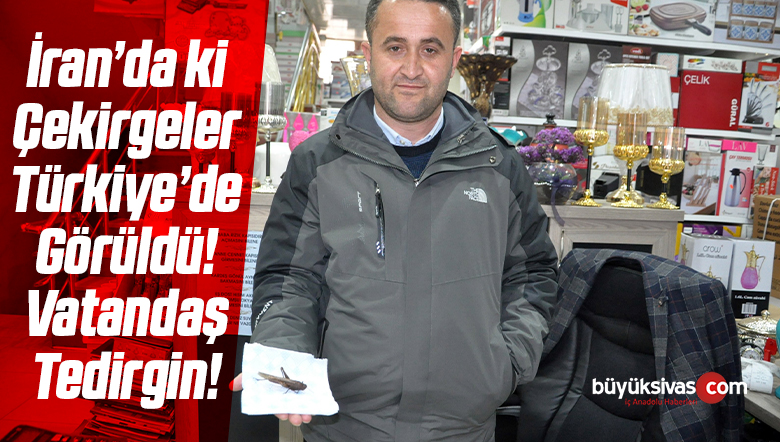 İran’ı istila eden çekirgeler Türkiye’de görüldü!