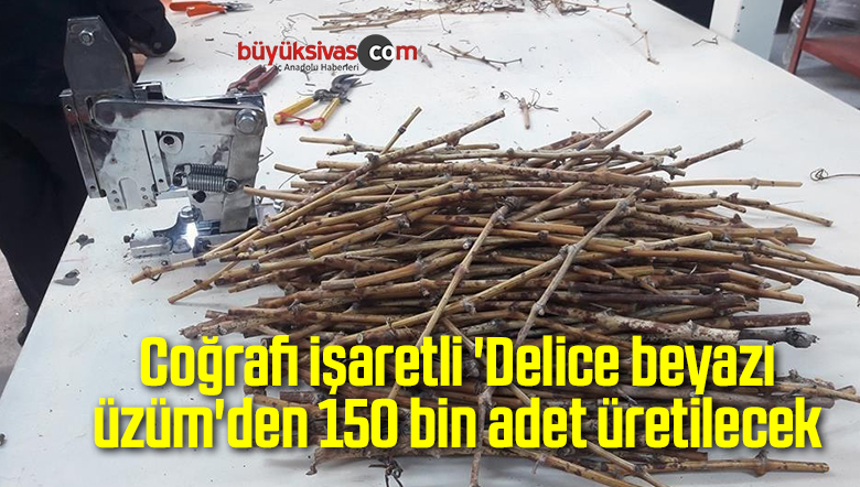 Coğrafi işaretli ‘Delice beyazı üzüm’den 150 bin adet üretilecek