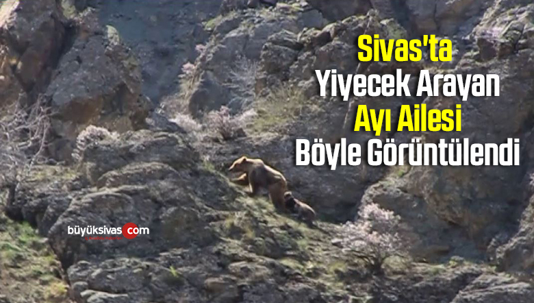 Sivas’ta Yiyecek Arayan Ayı Ailesi Böyle Görüntülendi