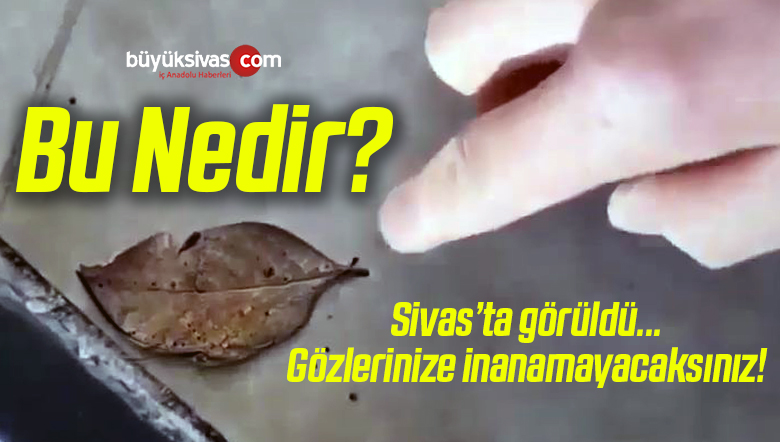 bu nedir