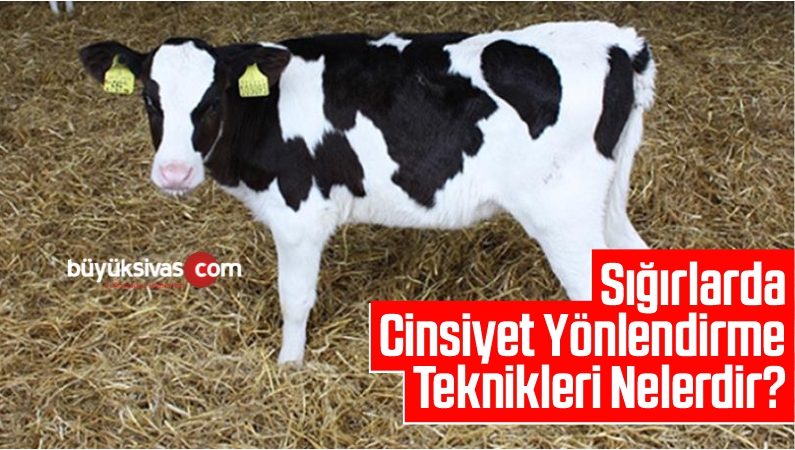 buzagı