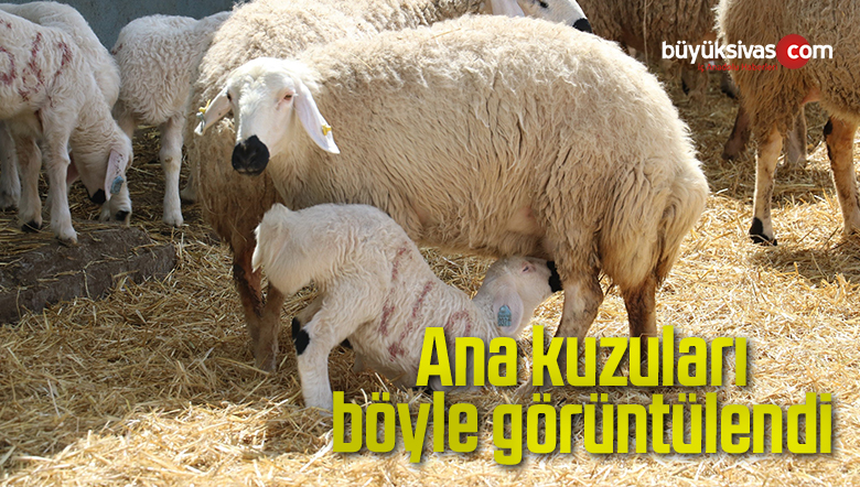 Ana kuzuları böyle görüntülendi