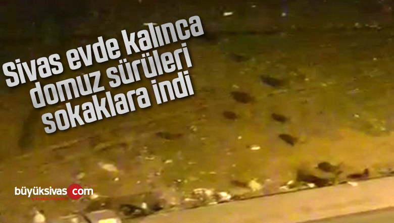 Sokakları boş bulan domuz sürüsü kent merkezine indi