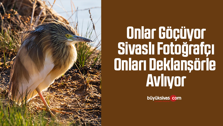 Onlar Göçüyor Sivaslı Fotoğrafçı Onları Deklanşörle Avlıyor