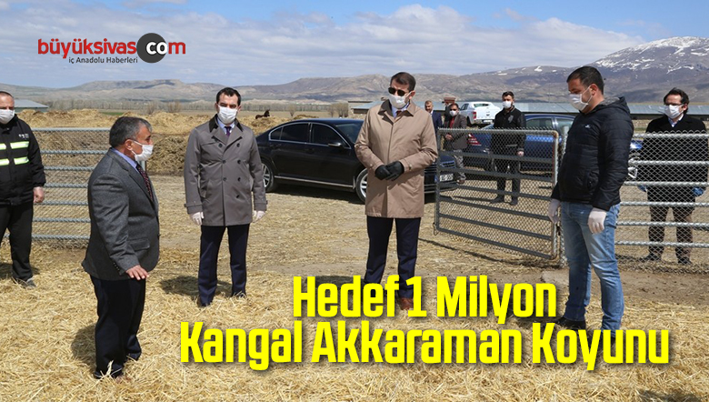 Hedef 1 Milyon Kangal Akkaraman Koyunu