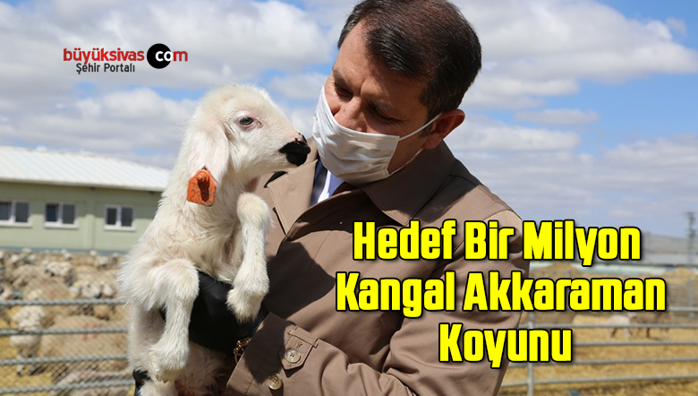 Hedef Bir Milyon Kangal Akkaraman Koyunu
