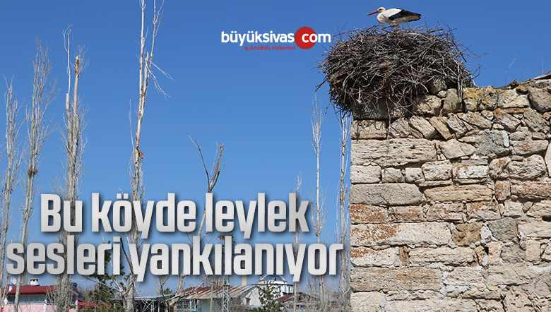 Bu köyde leylek sesleri yankılanıyor