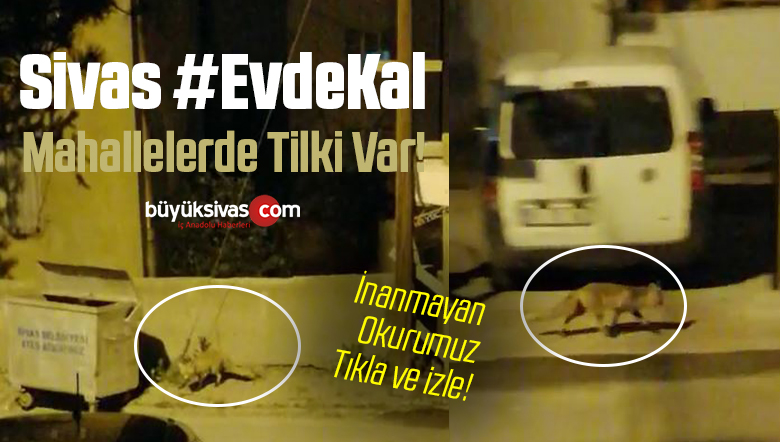 Sokak Ortasında Tilki