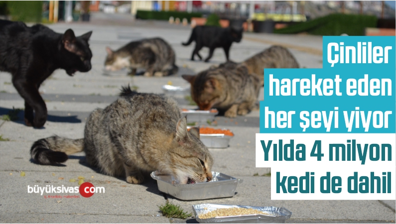 Çinliler Yılda 4 Milyon Kedi Yiyor Virüs İnsandan Hayvana Geçiyor