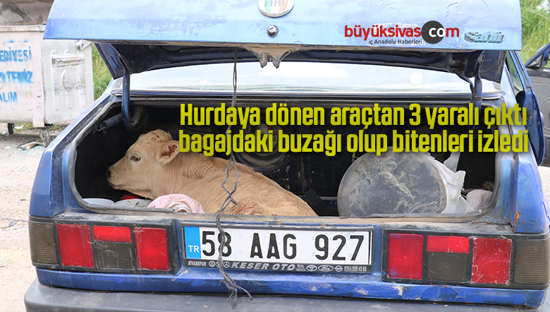 Hurdaya dönen araçtan 3 yaralı çıktı, bagajdaki buzağı olup bitenleri izledi